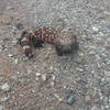 There's more than snakes and bunnies on the snake dance loop.