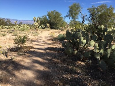 Hanging with the cacti on Snake Dance Loop