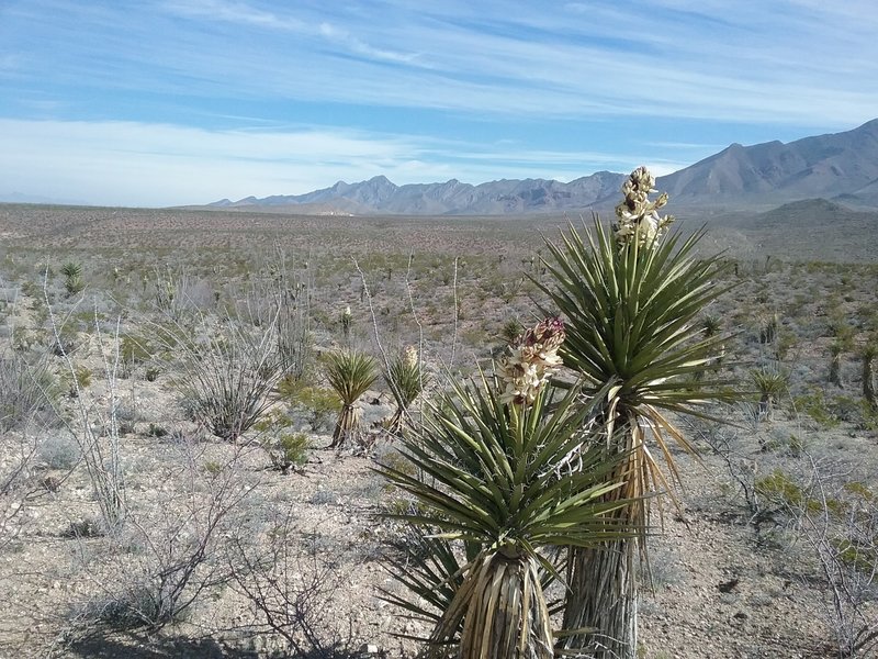 View of the Franklin Mountains and Banana Yuccas in bloom