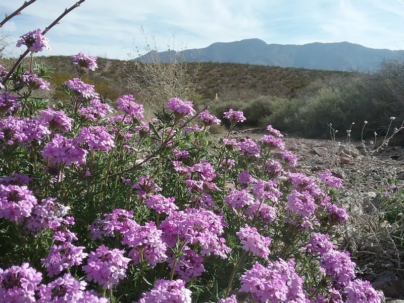 Glandularia and Franklin Mountains