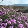 Glandularia and Franklin Mountains