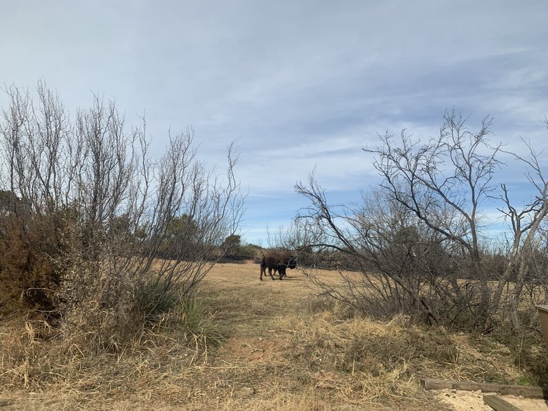 One of the Caprock bison on the trail