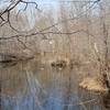 Ducks swimming in the smaller of the two ponds at Mondo Ponds Trail