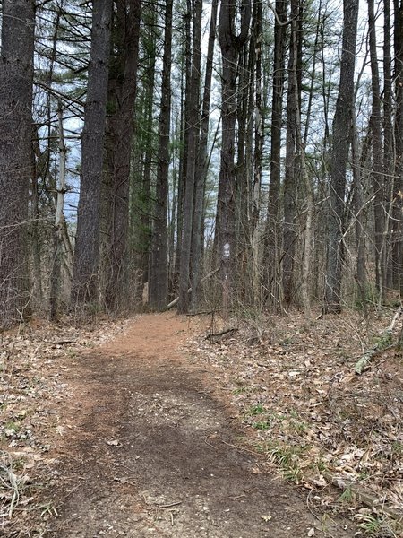 Early springtime on Jackson Creek Trail in Yellowwood State Forest