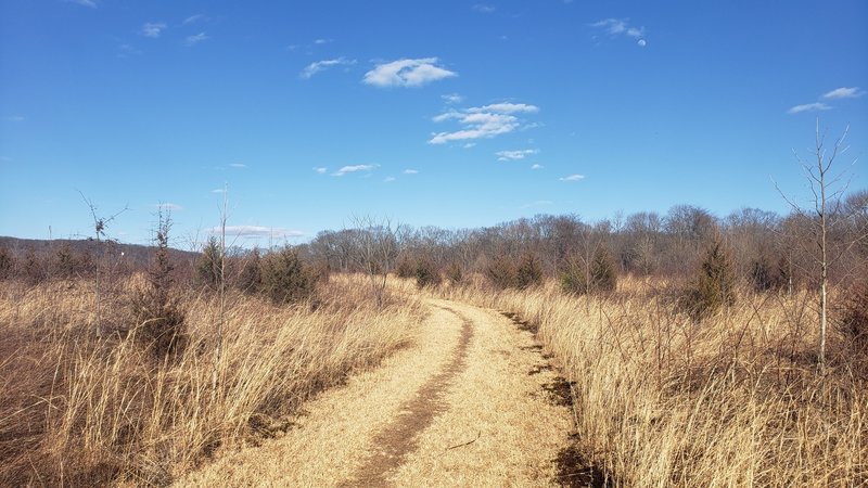 The Ravine Trail through the meadow at the Fiddler's Creek Preserve