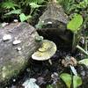 Mushrooms & moss found on the trail.