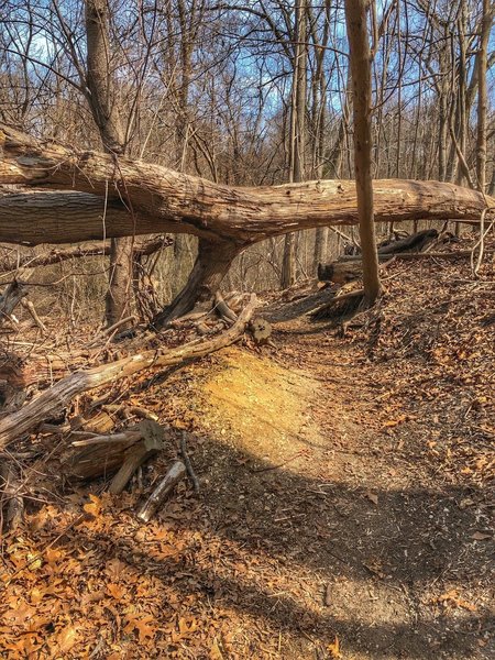 Typical section of woodland trail