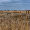 Wetlands to the north of the preserve as viewed from a trail viewing location.