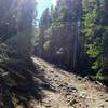 First few miles of Segment 4 follow an old logging road.