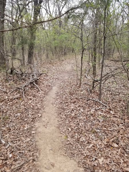 Easy to follow trail through some saplings. New Deal Trail, Lake Murray State Park, OK
