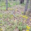 Stand of Flowers, appear to be Golden Asters. New Deal Trail, Lake Murray State Park, OK