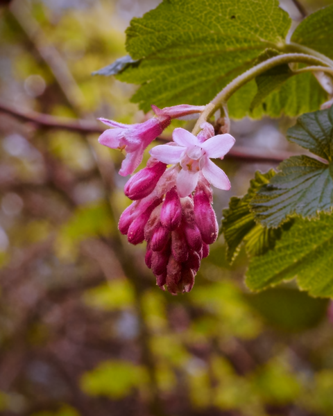 Spring arrives, one blossom at a time