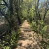 River Walk Trail next to Middle Slough. Photographed between trail marker 8-9; March 2019