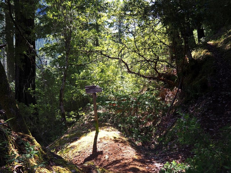 The south end of the Osgood Trail at its junction with the East Fork Trail.