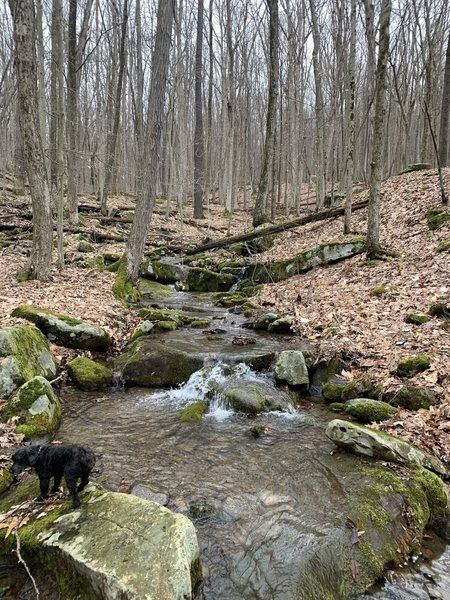 Whiskey Run at Tracy Ridge