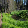 The trail stays close to Bridalveil Creek for the first half mile