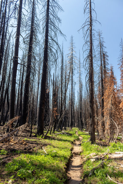 This section of the trail was burnt a few years ago. It still looks as if it was yesterday.