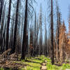 This section of the trail was burnt a few years ago. It still looks as if it was yesterday.