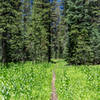 Lush green - meadows and trees - as you hike Yosemite Wilderness