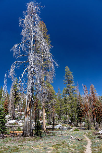 Even an entirely dead tree can have something very beautiful to it