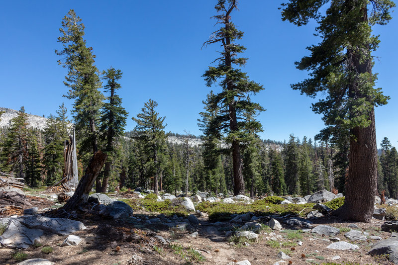 The forest opens up as you ascend to the Buena Vista Crest