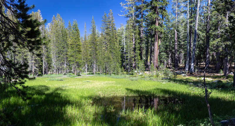 Green swampy meadows along the Chilnualna Creek Trail