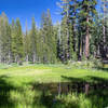 Green swampy meadows along the Chilnualna Creek Trail