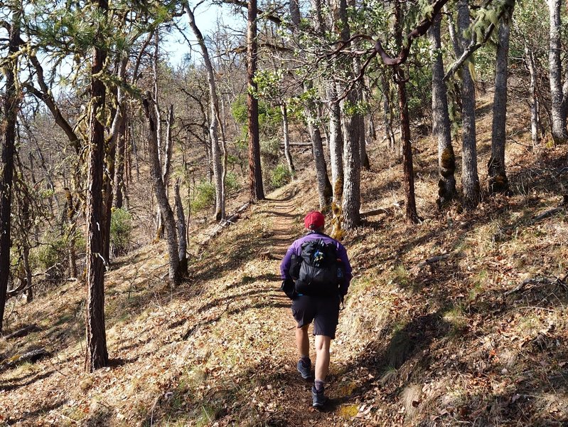 Climbing through oaks near the end of the Bear Gulch Trail