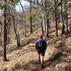 Climbing through oaks near the end of the Bear Gulch Trail