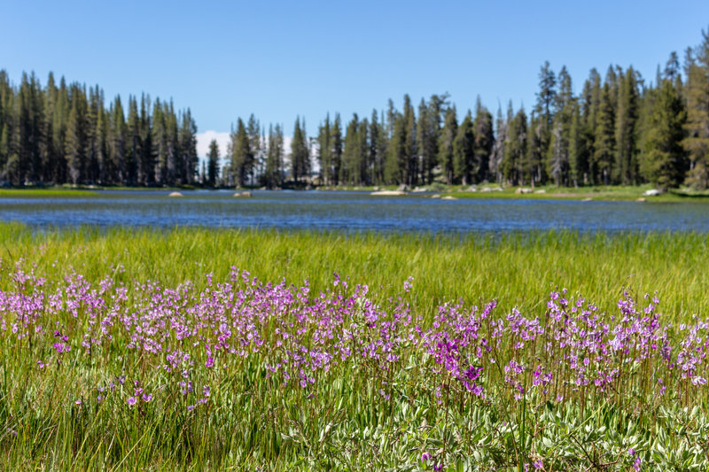 Beautiful wildflower meadows surround Crescent Lake