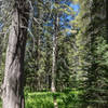 Lodgepole pine and red fir next to the trail