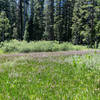 Colorful wildflower meadows surround the trail to Chilnualna Creek