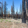 Burnt trees almost reach to the very top of this trail.