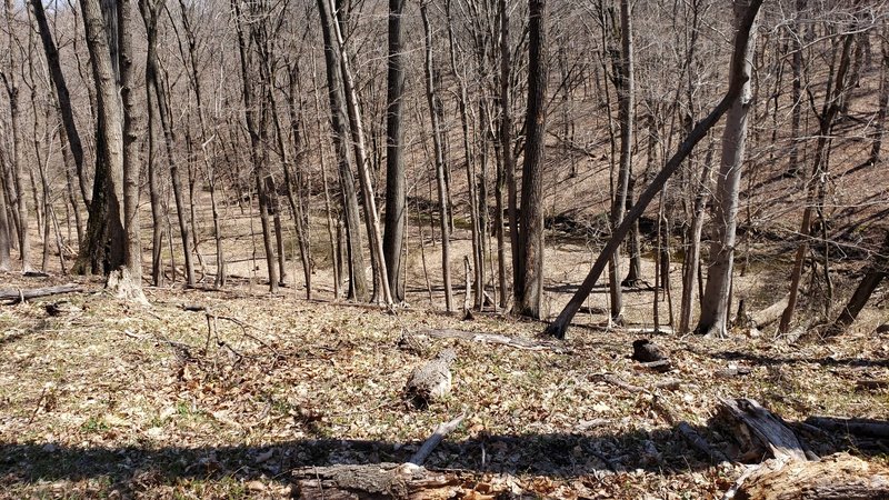 Looking down into the Fiddler's Creek ravine from the Fiddler's Creek Preserve Overlook trail