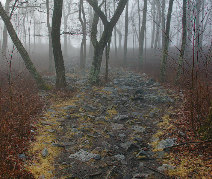 The Tammany Loop is extremely popular for the excellent views of the Delaware Water Gap and rightfully so, but there is natural beauty to be found throughout as well.