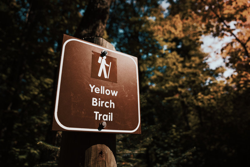 Yellow Birch Trail at George H. Crosby Manitou State Park, Minne