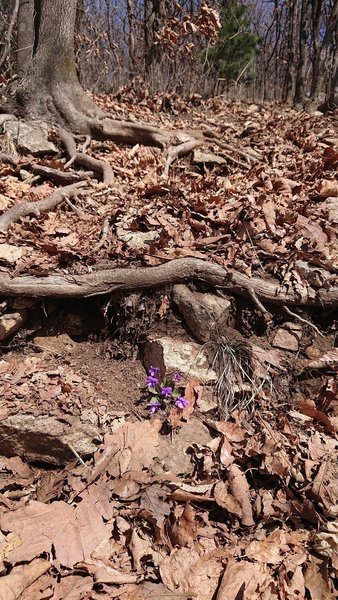 Lone wildflower on steep climb return direction.