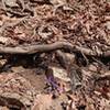 Lone wildflower on steep climb return direction.