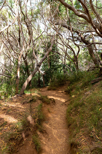 Way to Waipo'o Falls Jurassic Parc Kauai, Hawaii