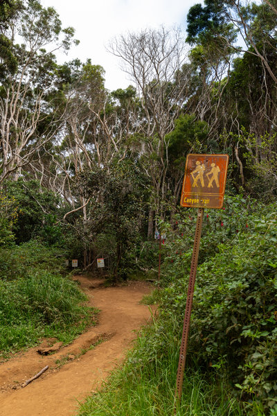 Kauai trail hike Hawaii