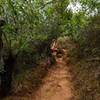 Waimea Canyon Waipoo trail Kauai, Hawaii pano