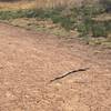 Garter snakes can be observed in the spring and summer on the path.