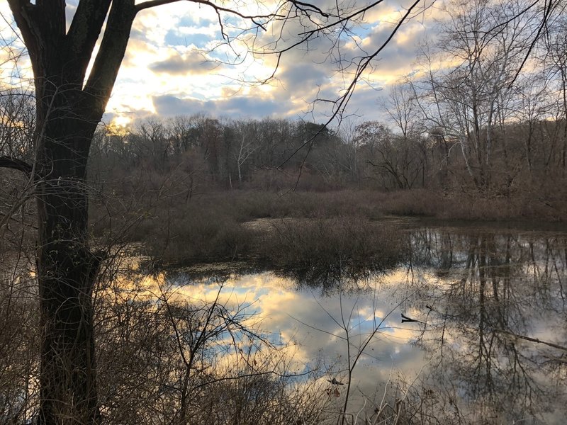 Pond in the winter