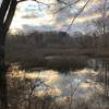 Pond in the winter