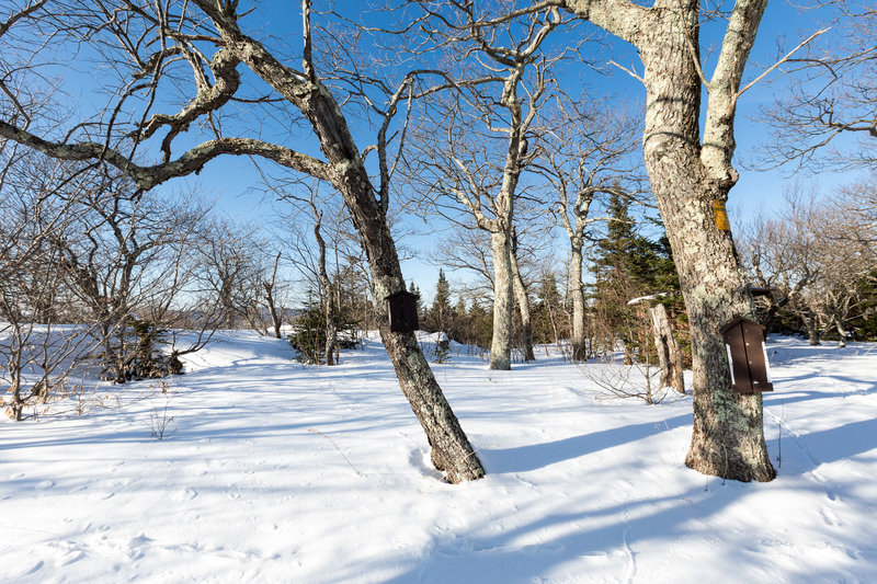 winter trail