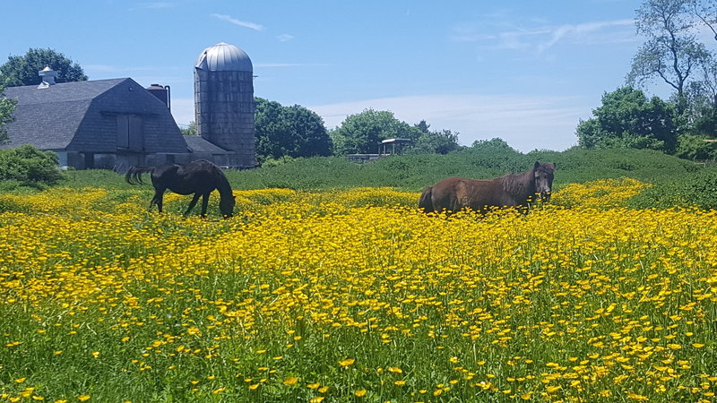 Horses and buttercups