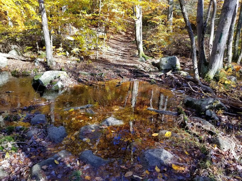 Green Trail - Stream flowing over the trail