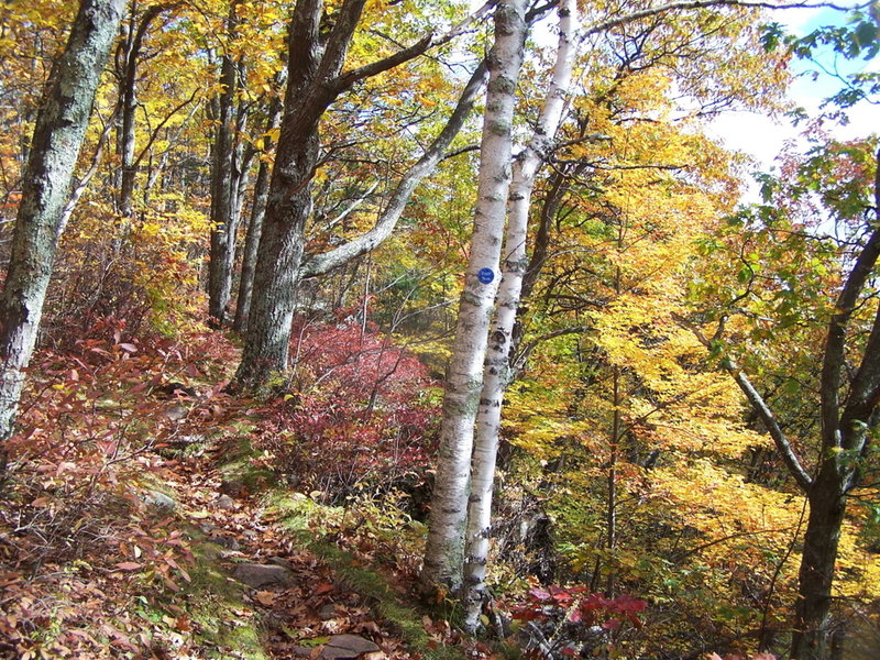 Steeper Section of Trail