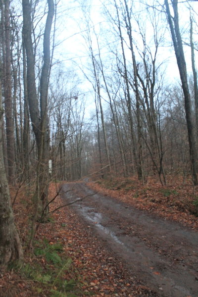 Mary Smith Road After the Rain Showers