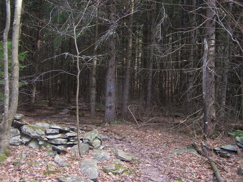 Thick Spruce Plantation